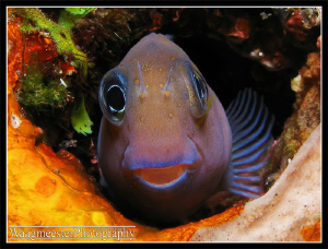 Blenny having a look at me.. - Tulamben, Bali (Canon G9, ... by Marco Waagmeester 